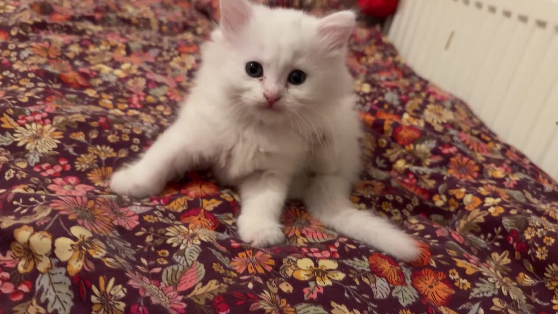 British Shorthair cats for sale: mixed british short hair kitten  - Video 3