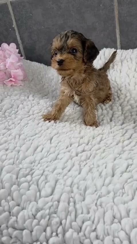 Cockapoo dogs for sale: Stunning Cockapoo Pups- Last Girl and 2 Boys - Video 3