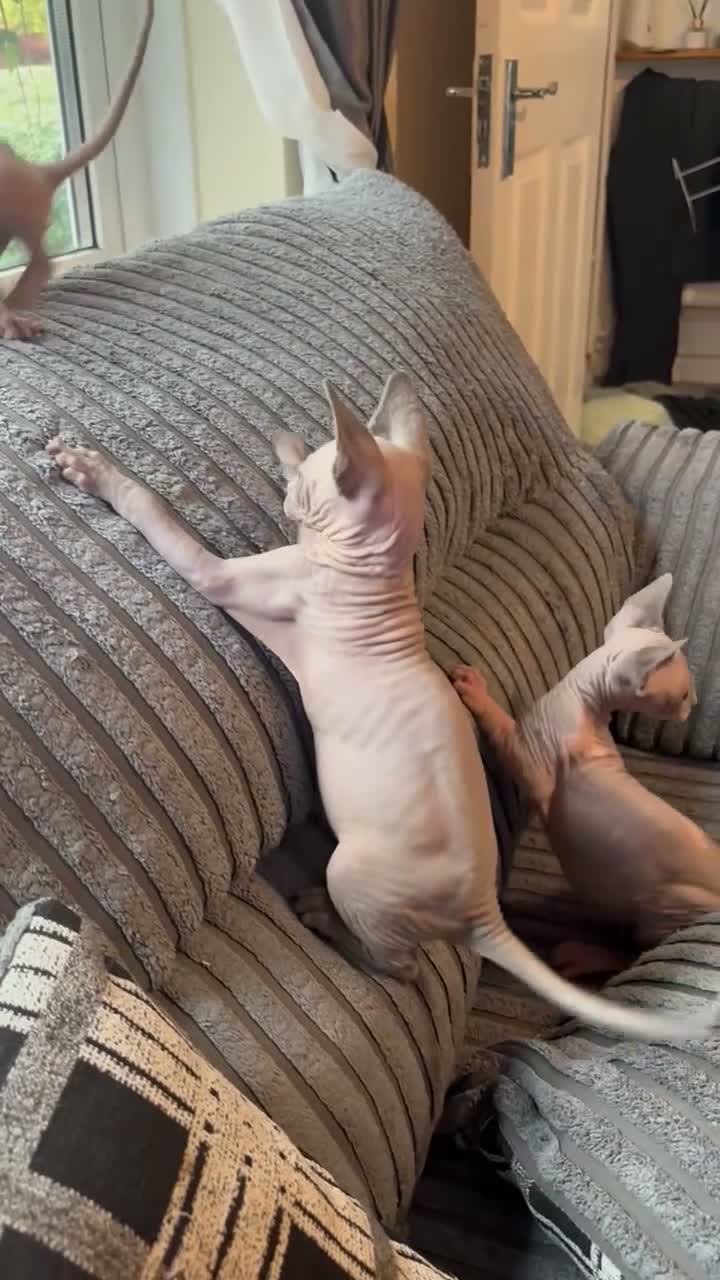 Sphynx cats for sale: Sphynx kittens  - Video 1