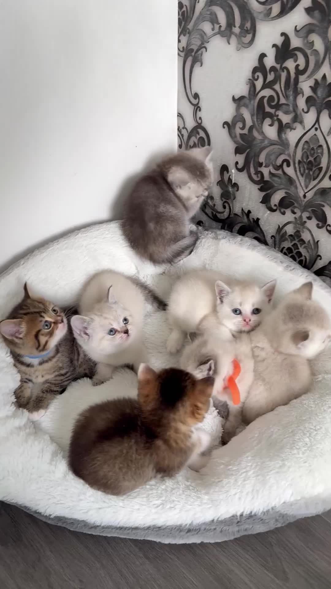 British Shorthair cats for sale: British Shorthair kittens - Video 1