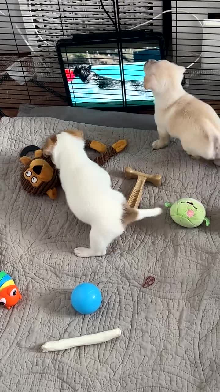 Mixed Breed dogs for sale: 🐾 Loving Homes Wanted for Two Puppies & Dad 🐾 - Video 2