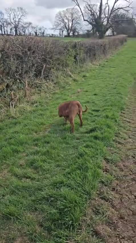 Mixed Breed dogs for sale: Rehome - Video 1