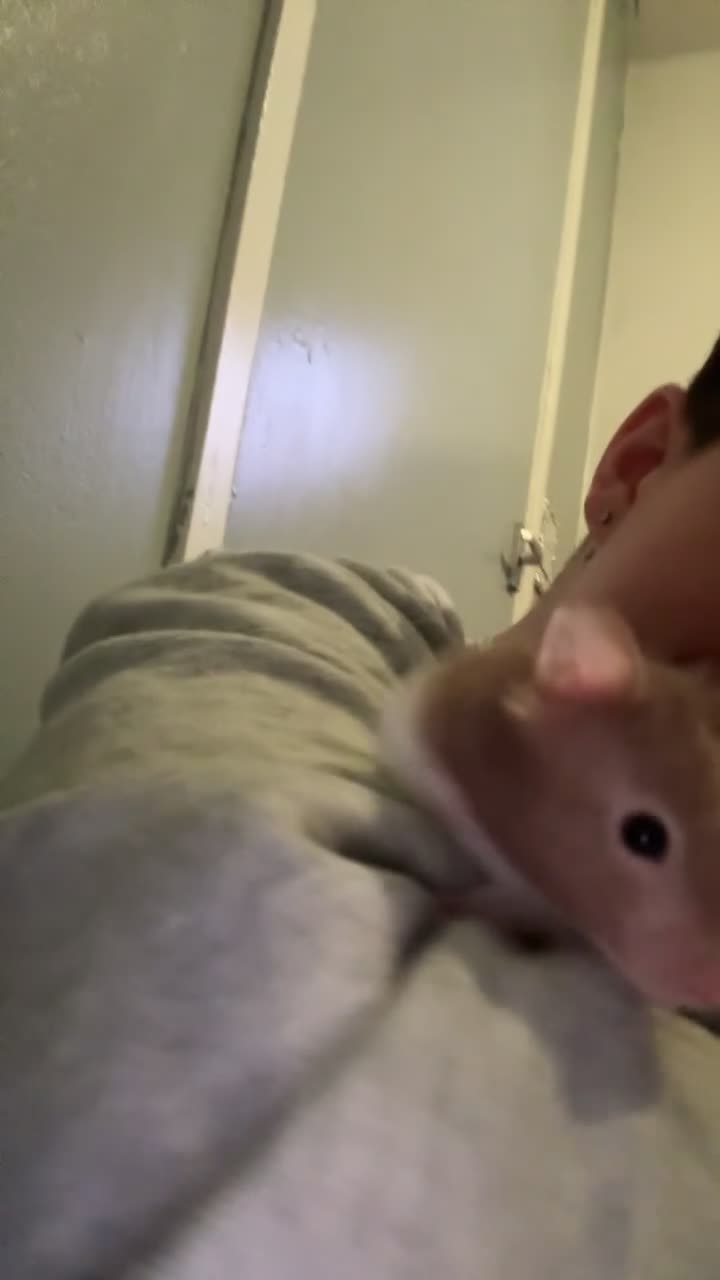 Hamster rodents for sale: Russian dwarf hamster - Video 1