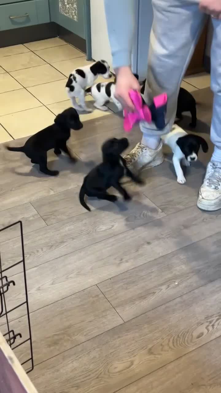 Springador dogs for sale: Springador Pups  - Video 2