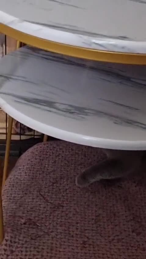 British Shorthair cats for sale: Last Female Ready Too Go GCCF Healthy Pedigree - Video 2