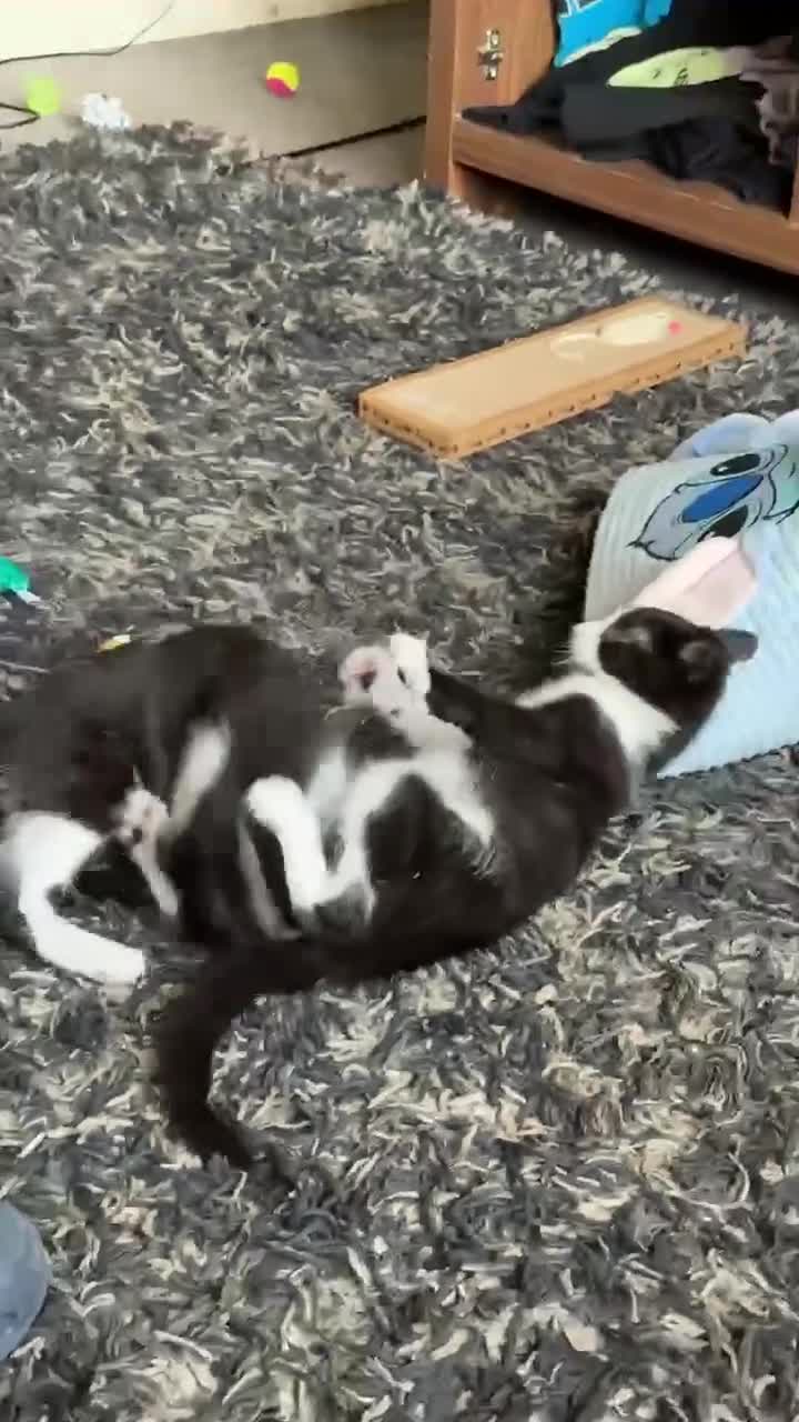 Mixed Breed cats for sale: 6 month old kitten  - Video 2