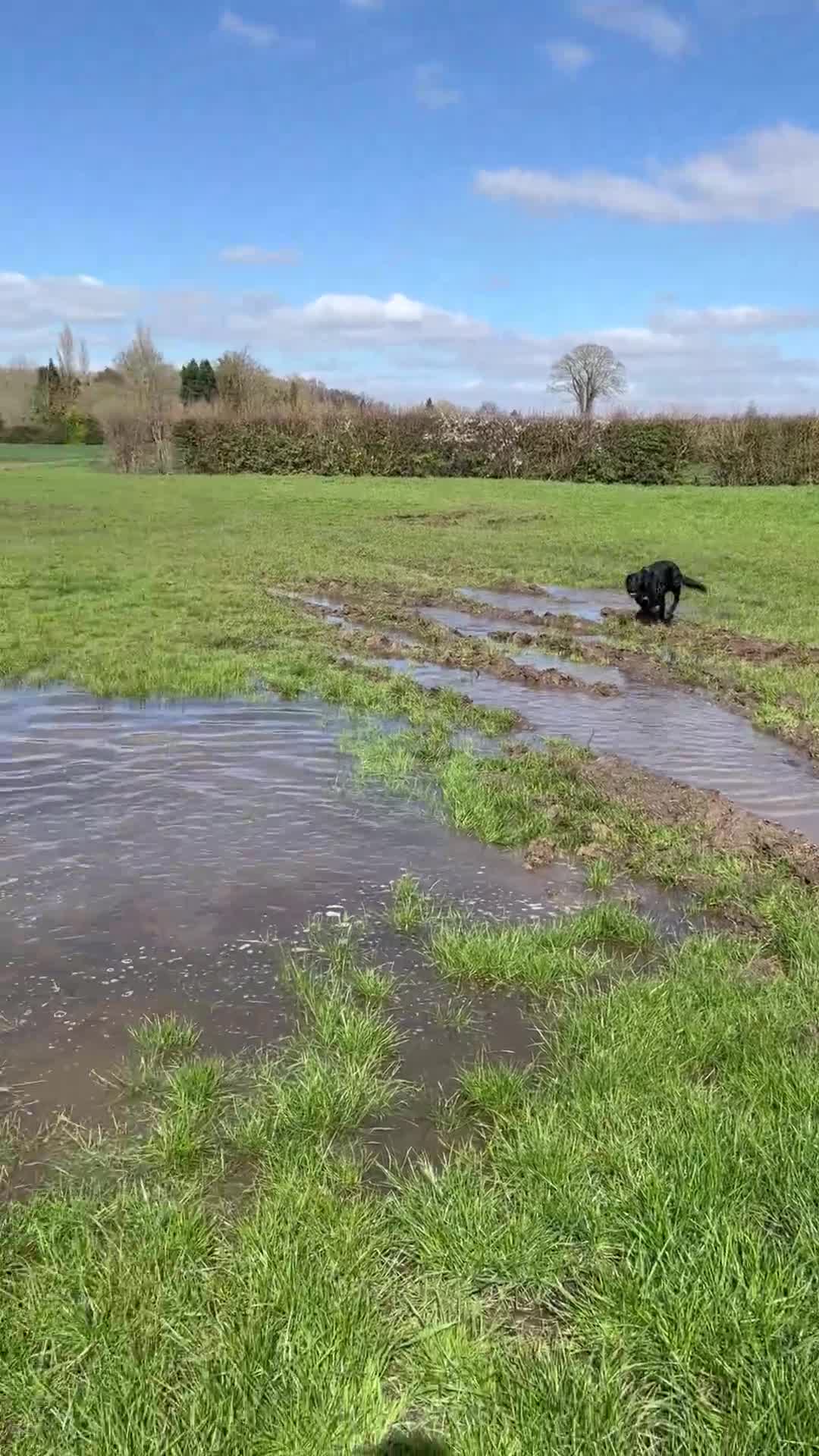 Labrador Retriever dogs for sale: Lovable 3 year old black Labrador Male  - Video 1