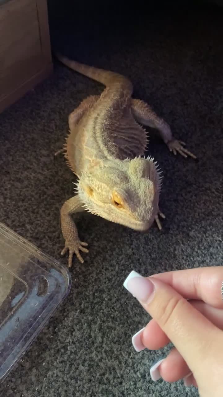 Bearded Dragon reptiles for sale: Pickle the bearded dragon in Wellingborough - Video 1