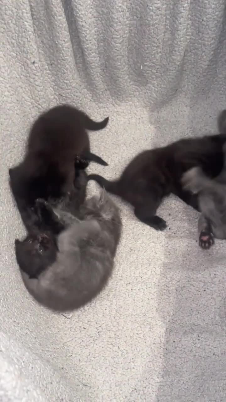 Mixed Breed cats for sale: Domestic short hair x ragdoll - Video 2