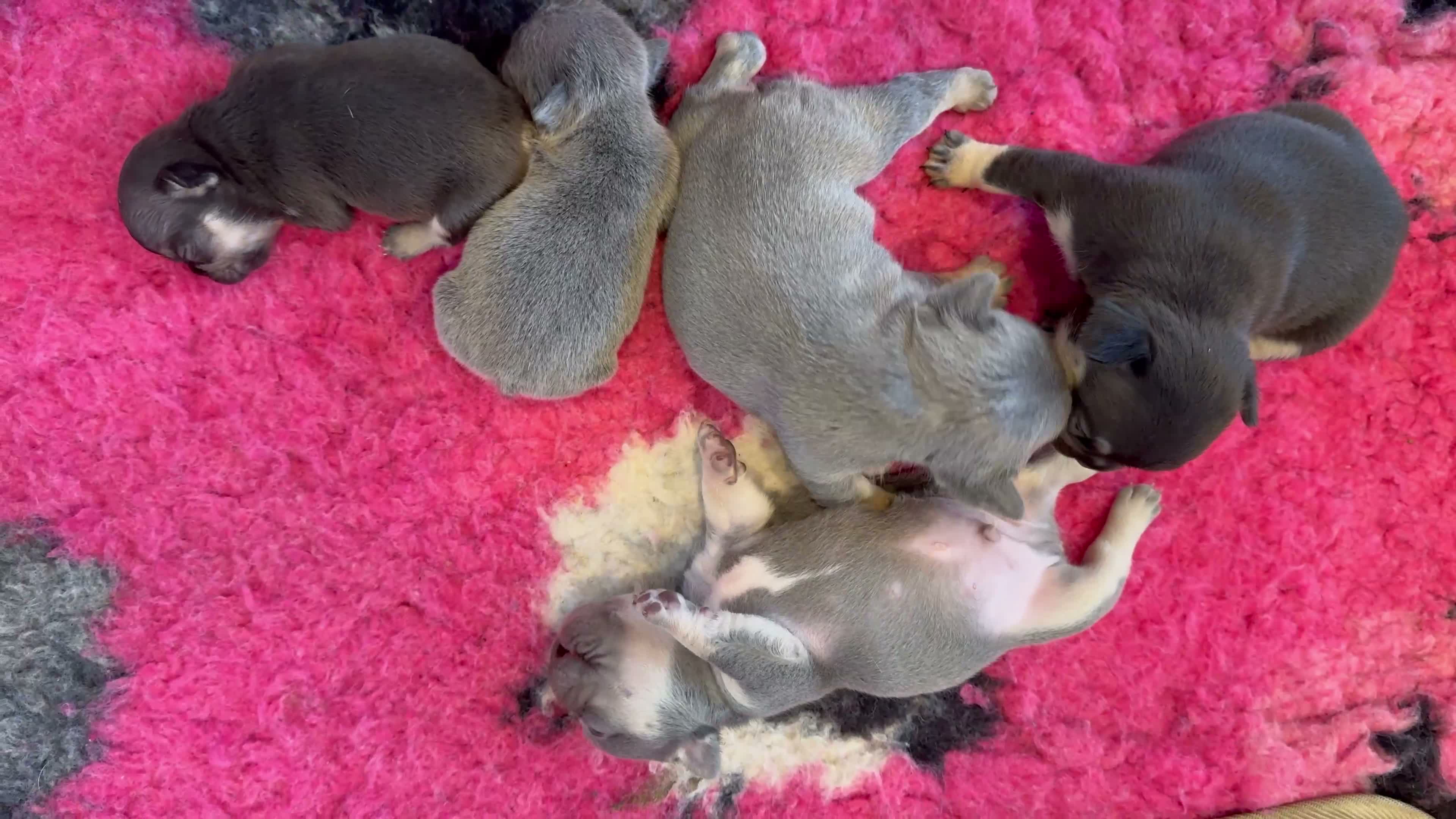 French Bulldog dogs for sale: HEALTH TESTED QUALITY FRENCH BULLDOG PUPPIES in Wallsend - Video 1