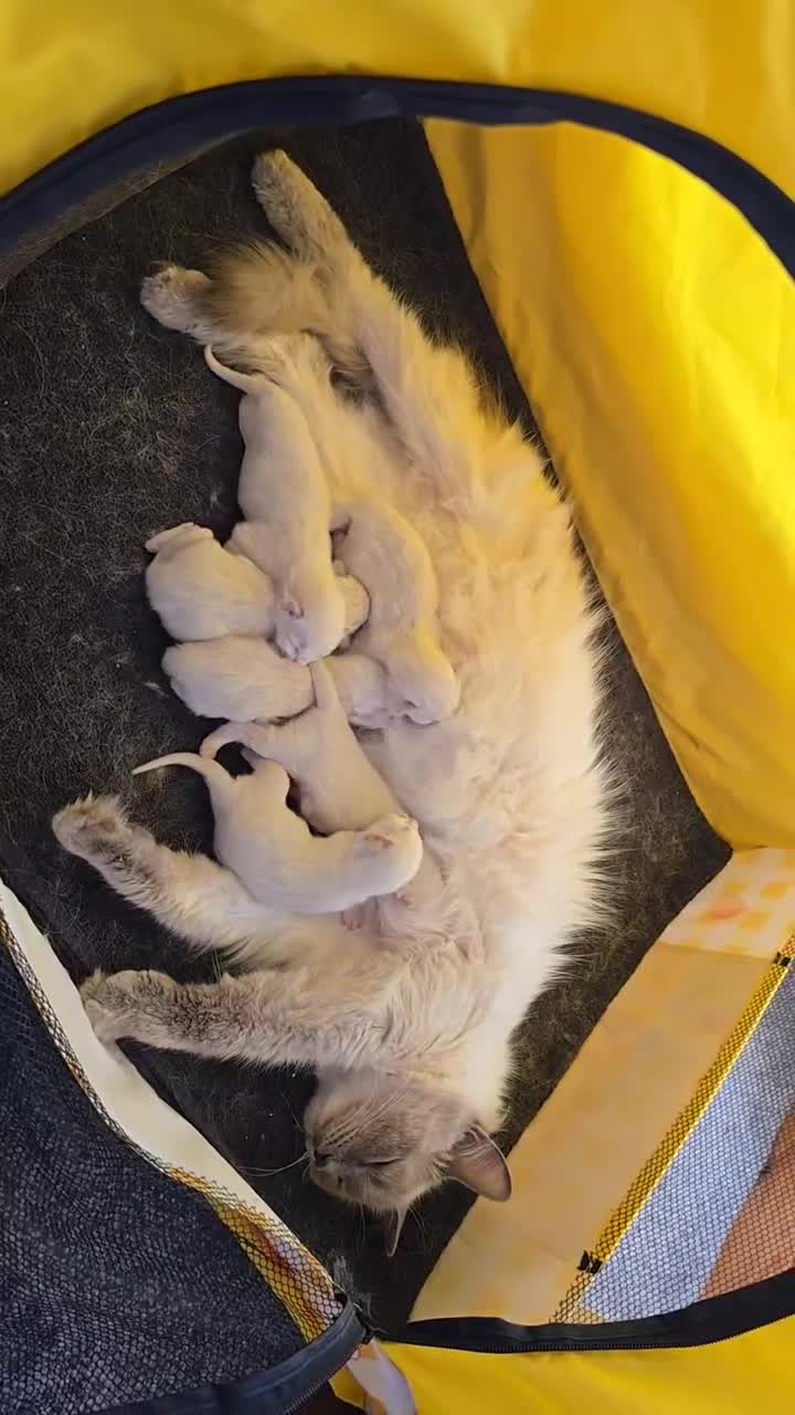 Ragdoll cats for sale: Beautiful Ragdoll Kittens - Video 1