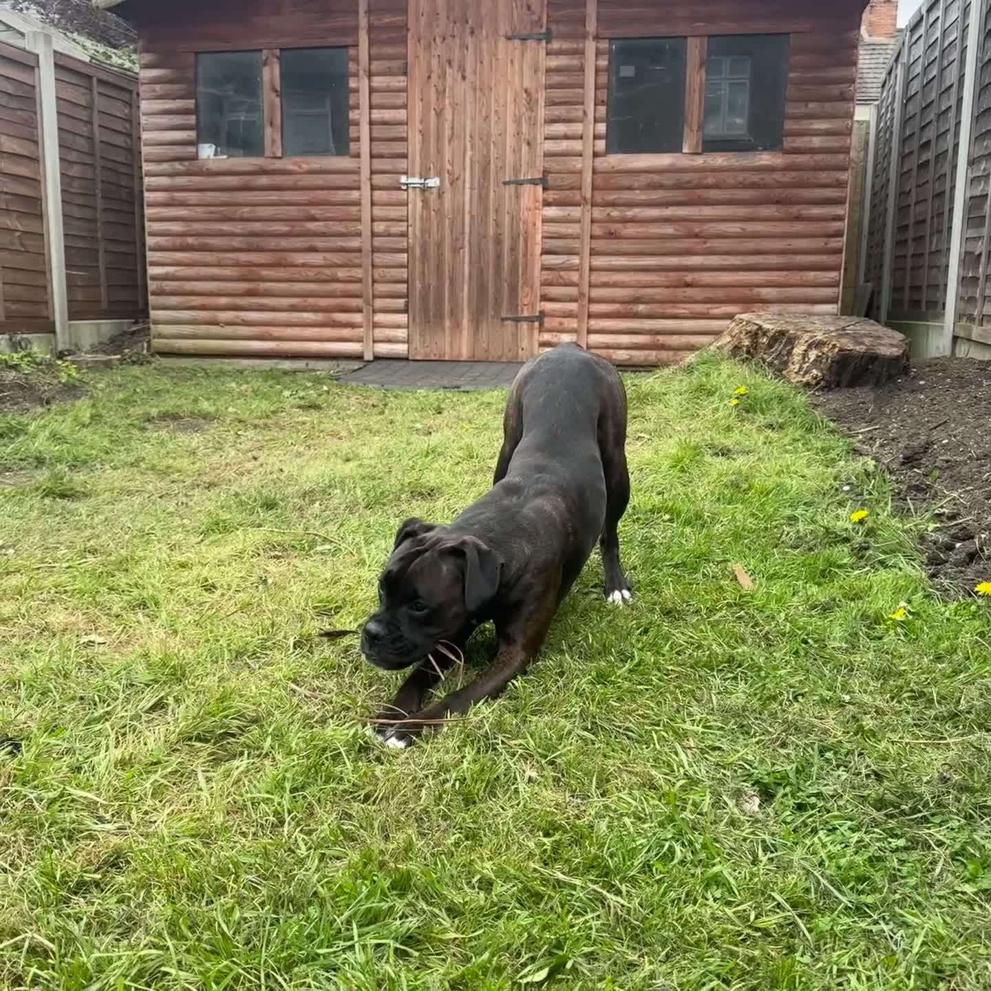 Boxer dogs for sale: Female boxer - Video 3