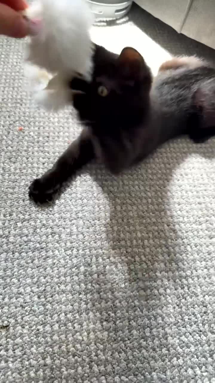 Mixed Breed cats for sale: Ragdoll x tabby  - Video 1
