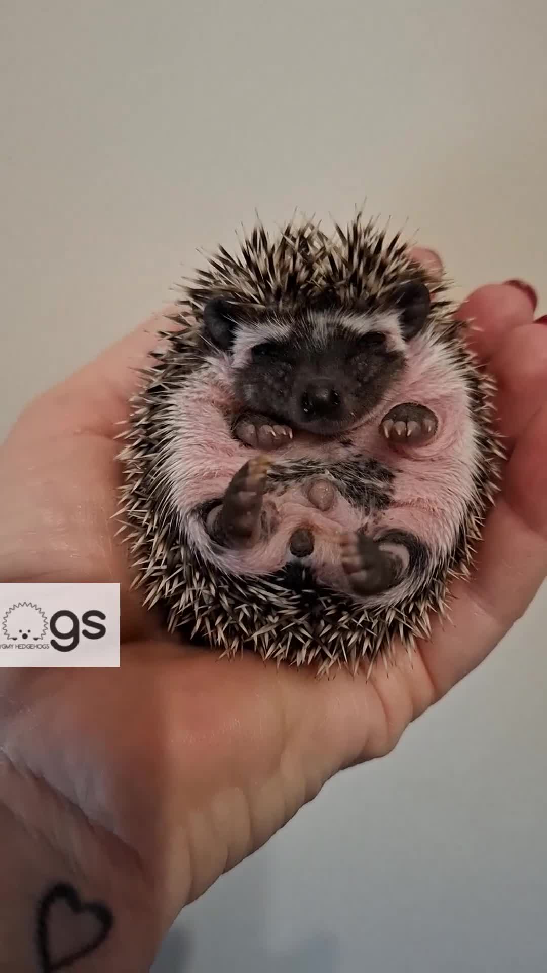 Pygmy Hedgehog rodents for sale: Handsome Male African pygmy hedgehogs  - Video 1