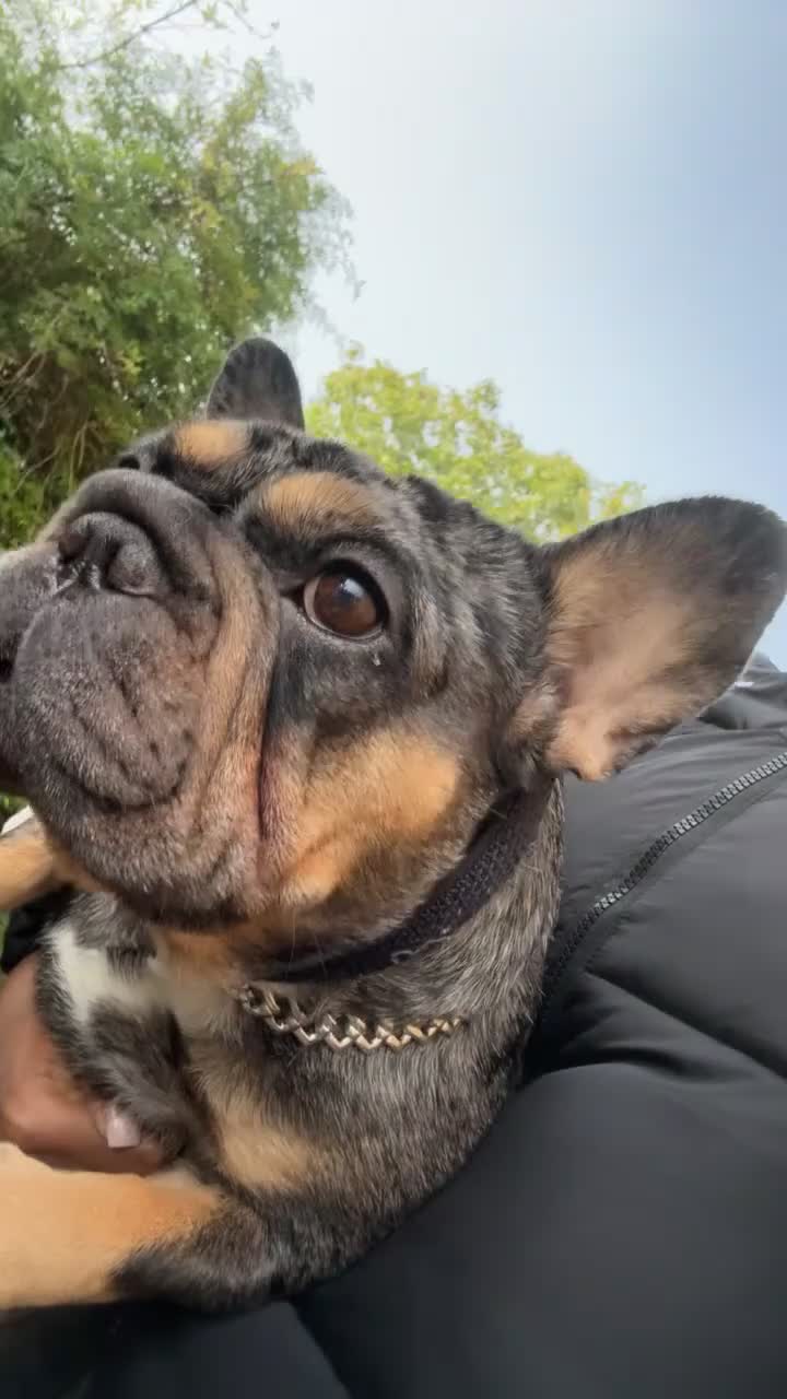 French Bulldog dogs for sale: French Bulldog Rehoming  - Video 2