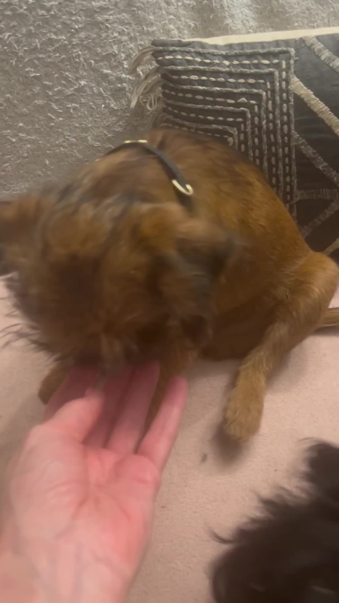 Griffon Bruxellois dogs for sale: Wolfy - Video 1