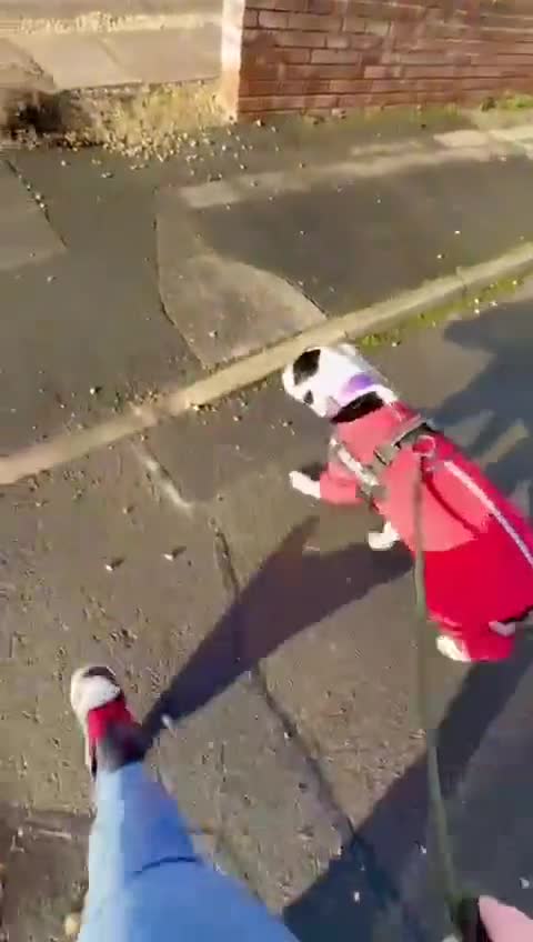 Mixed Breed dogs for adoption: 💙Ghost💙 12 yo rescued from horrific conditions - Video 1