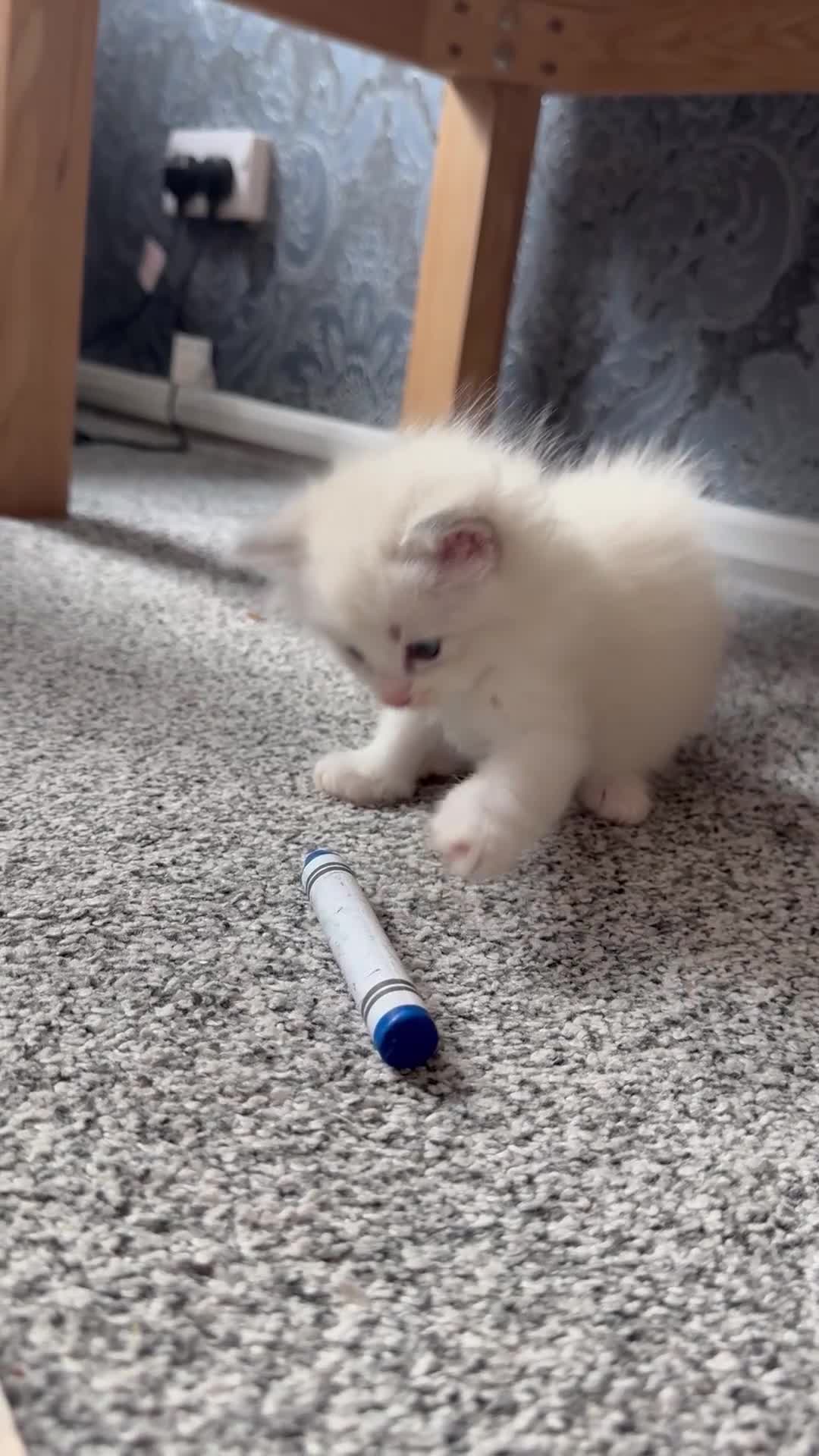 Ragdoll cats for sale:     Stunning Ragdoll Kittens - Video 2