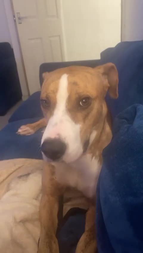 Mixed Breed dogs for adoption: Urgent Foster Needed  - Video 1