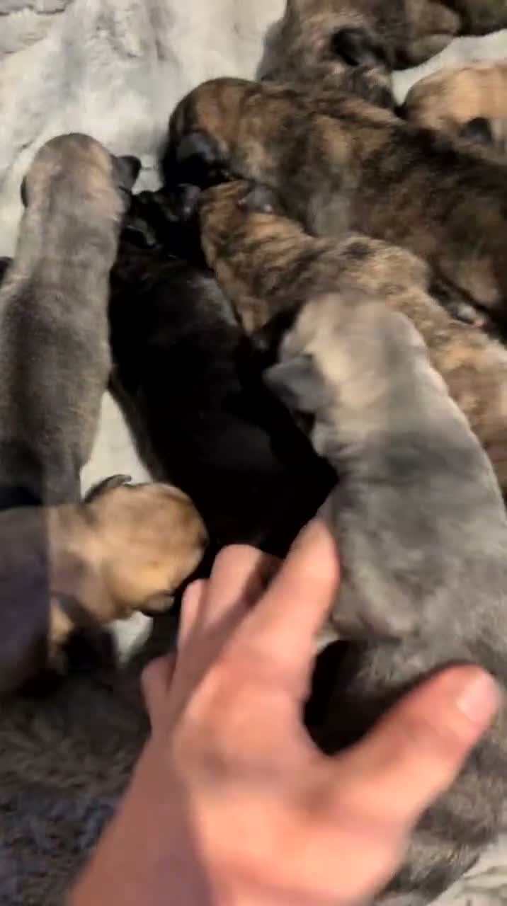 Mixed Breed dogs for sale: Belgian shepherd x - Video 2