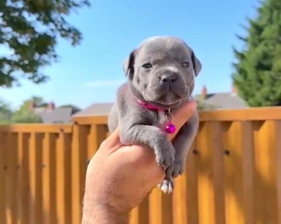 Staffordshire Bull Terrier dogs for sale: Solid Blue staffs short & stocky Type  - Video 5