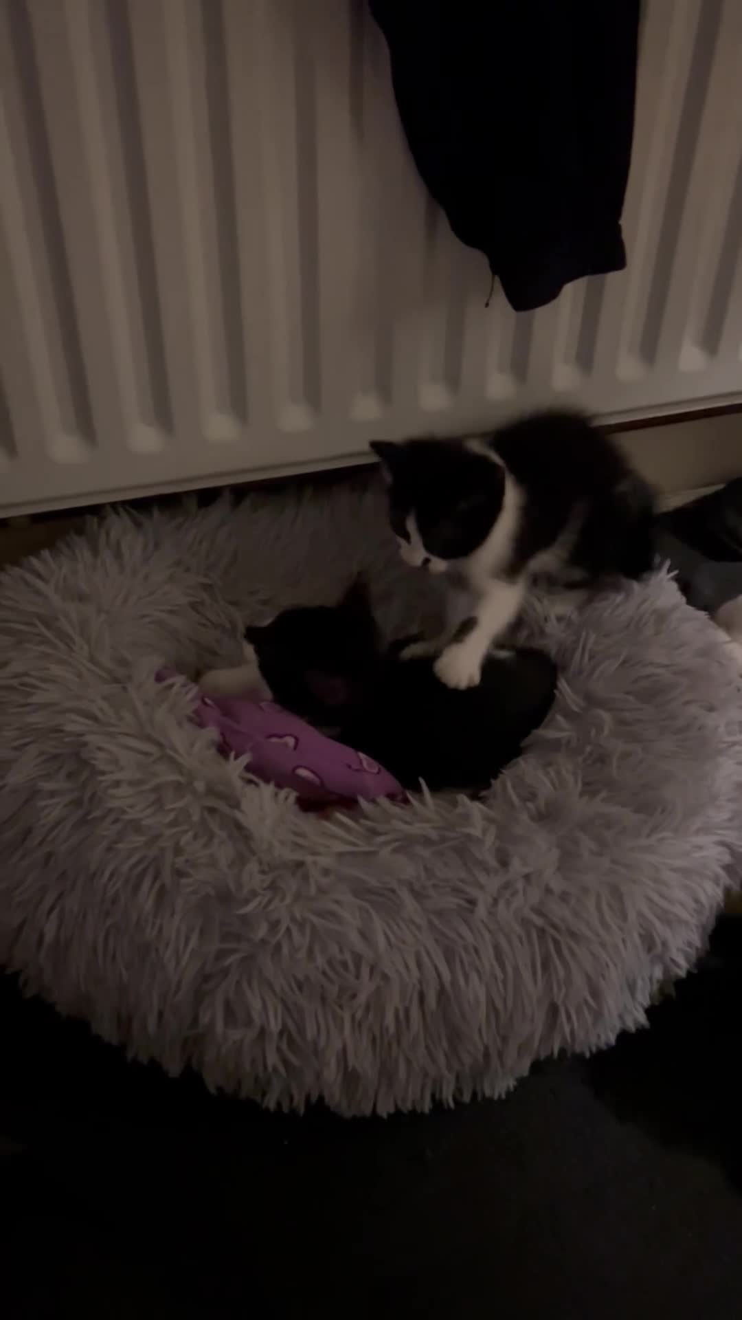 Mixed Breed cats for sale: 4 Gorgeous female kittens  in London - Video 1