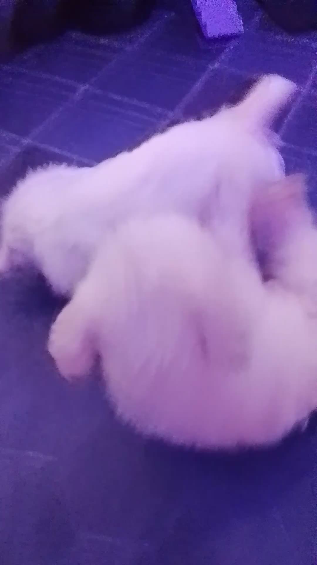 Bichon Frise dogs for sale: 2 Male and 2 female - Video 1