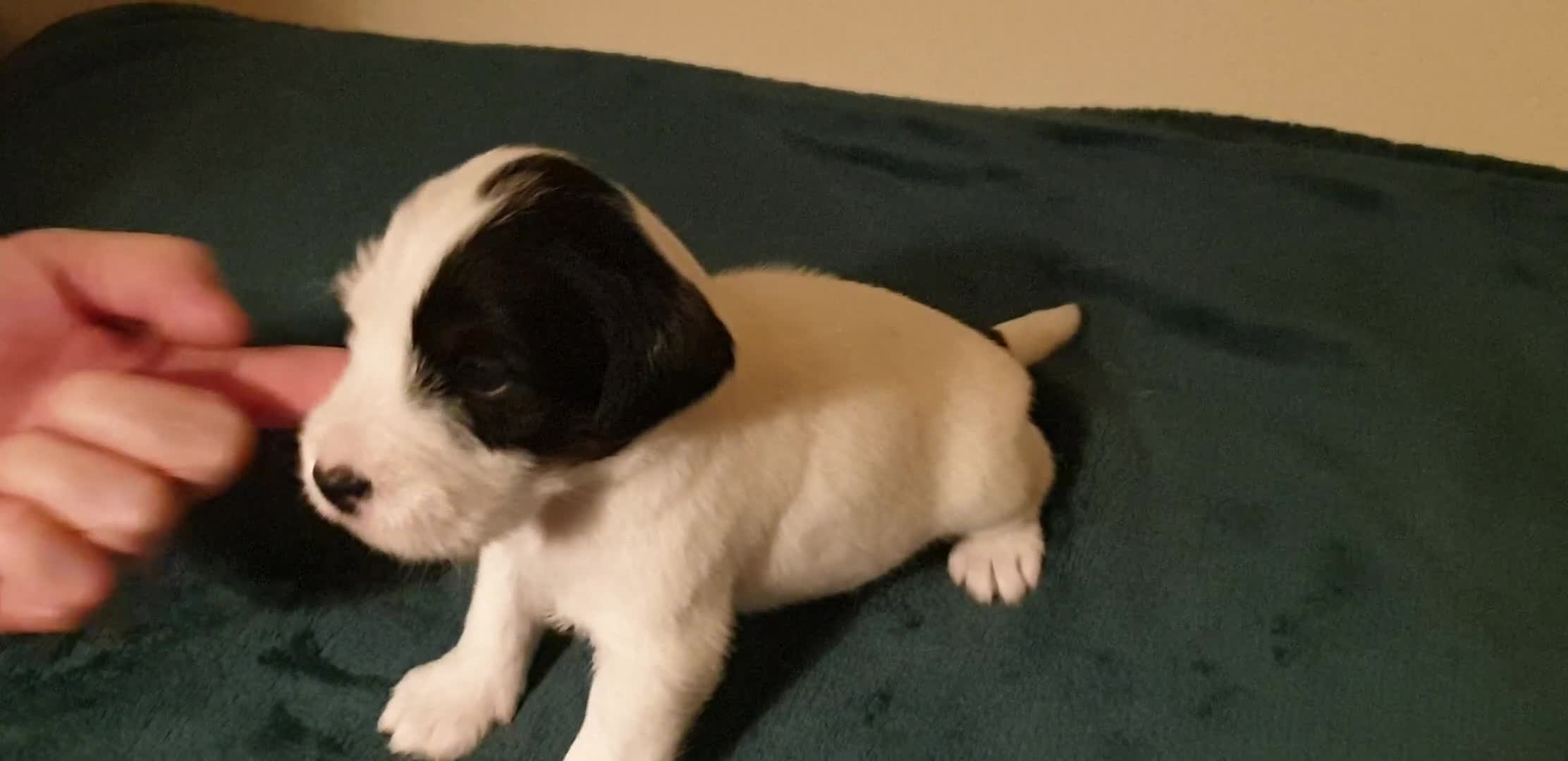 Parson Russell dogs for sale: Litter Of KC Reg.Parson Terrier Pups.  - Video 3