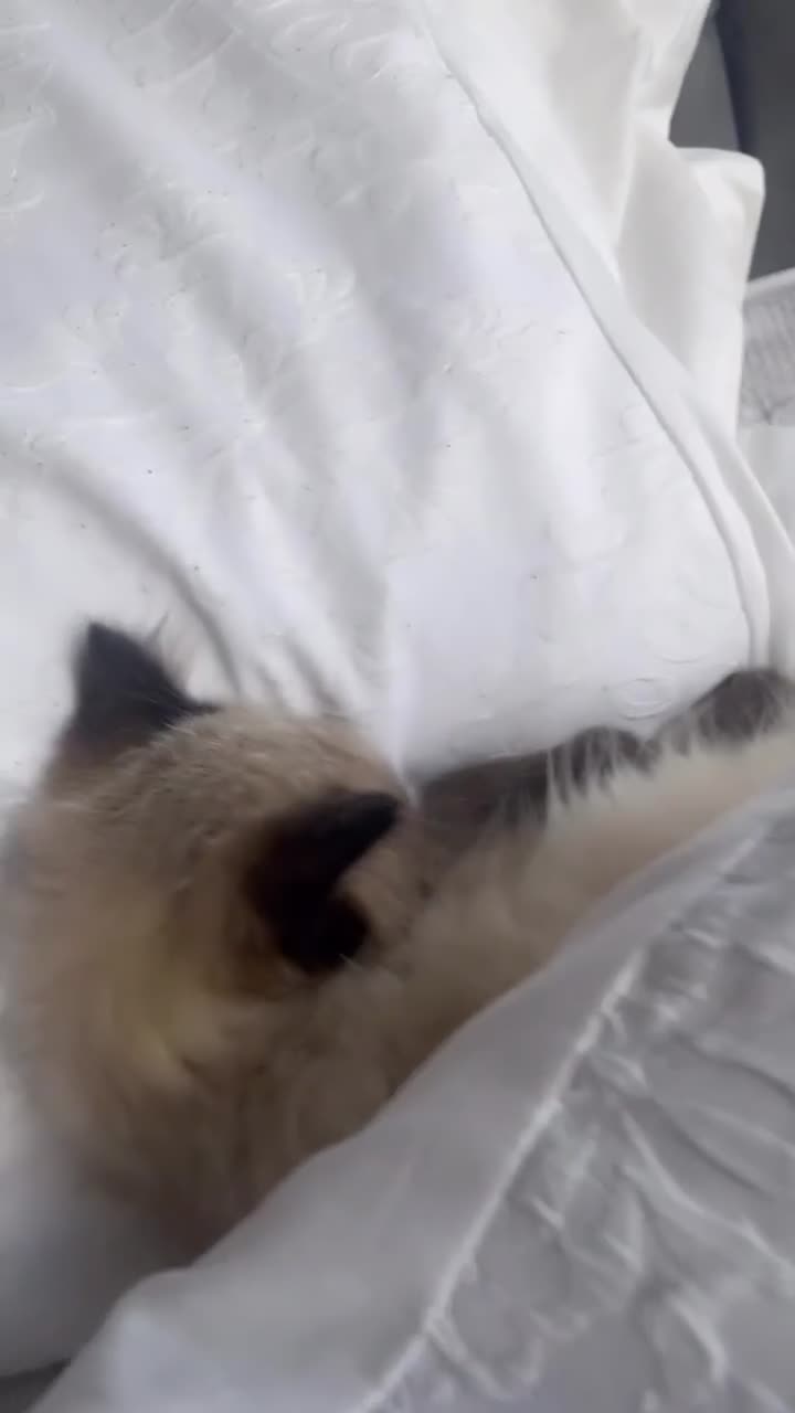 Ragdoll cats for sale: Ragdoll Kittens - Video 5