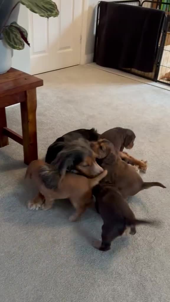 Cocker Spaniel dogs for sale: Outstanding FN clear kc reg cocker spaniel puppies - Video 1