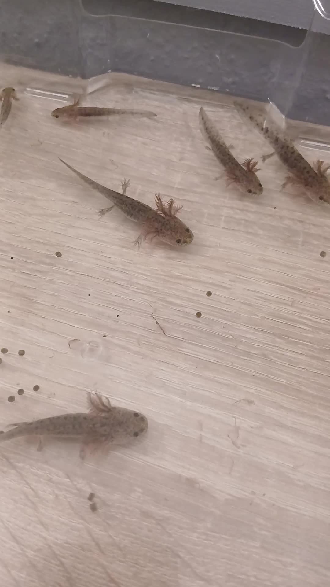Axolotl reptiles for sale: Axolotl - Video 1