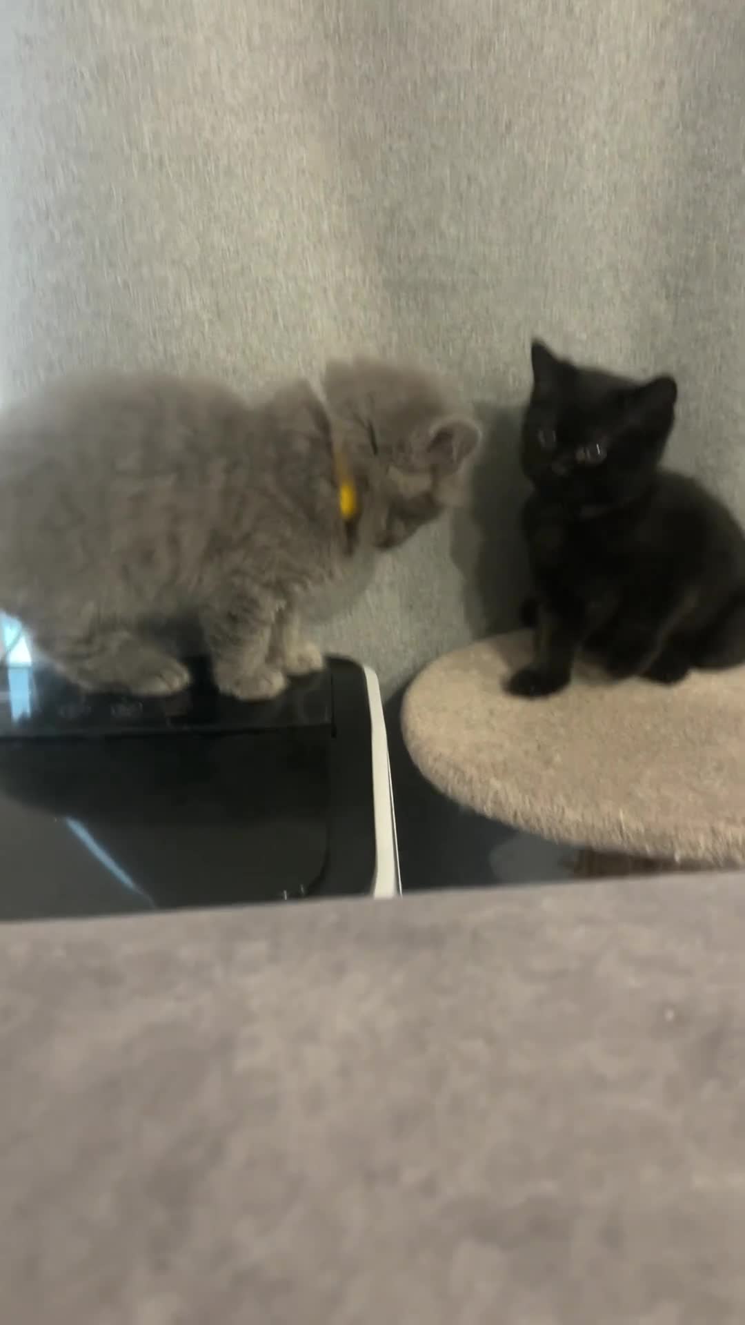 British Shorthair cats for sale: 🌟Gorgeous Male British Shorthair Kitten 🌟 - Video 1