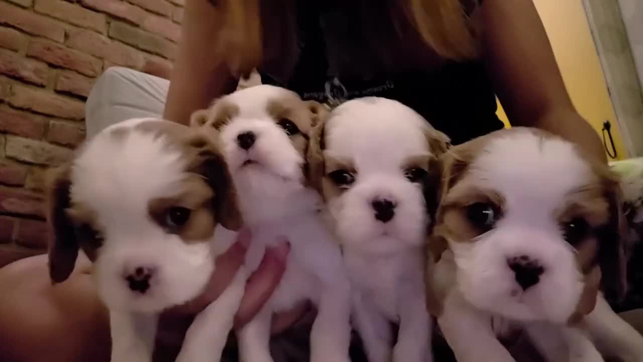 Cavalier King Charles Spaniel dogs for sale: Cavalier King Charles Spaniel 3 x puppies - Video 2