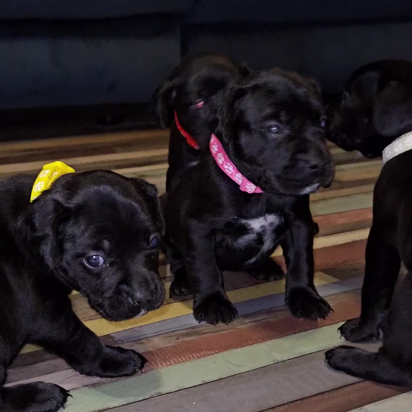 Mixed Breed dogs for sale: French bulldog x German short haired puppies - Video 1