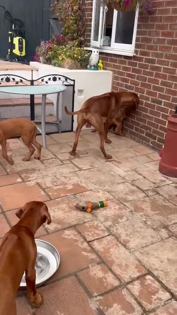Rhodesian Ridgeback dogs for sale: KC Registered RR Ready for forever Homes 1st July - Video 1