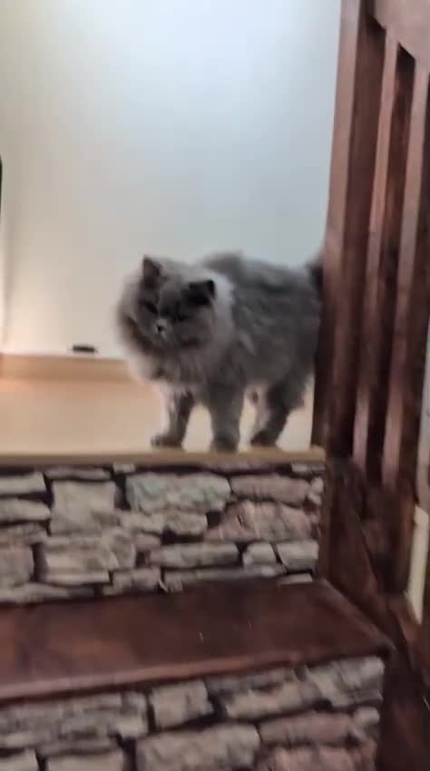 British Longhair cats for sale: Beautiful cat Luna looking for a loving home. - Video 1