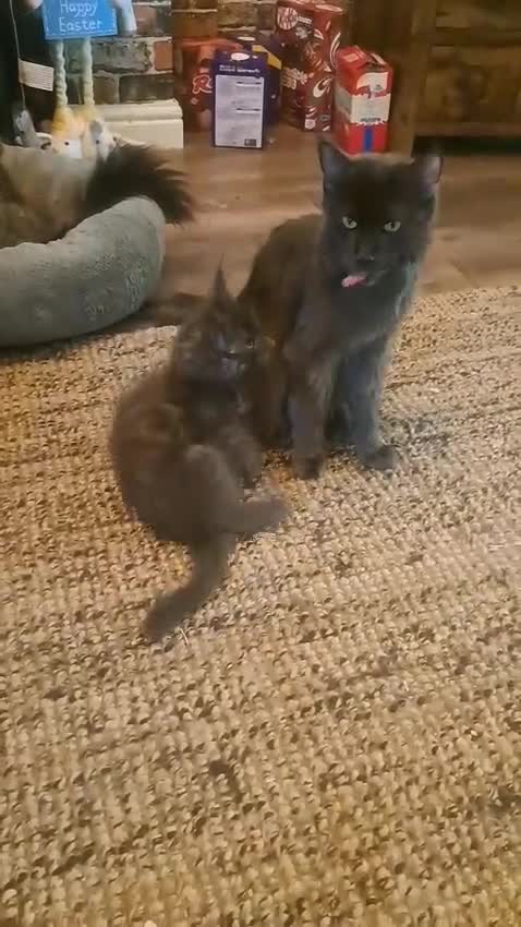 Maine Coon cats for sale: **REDUCED** PEDIGREE GCCF MAINE COON LAST ONE  - Video 3