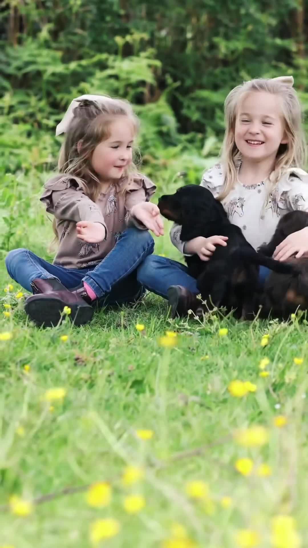 Cocker Spaniel dogs for sale: Outstanding Working Cockers  - Video 1