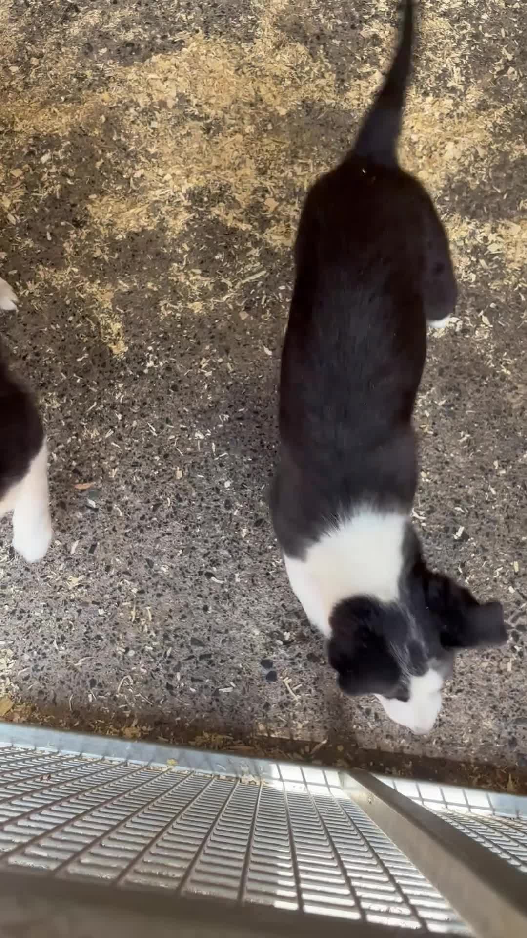 Border Collie dogs for sale: Border collie  - Video 1