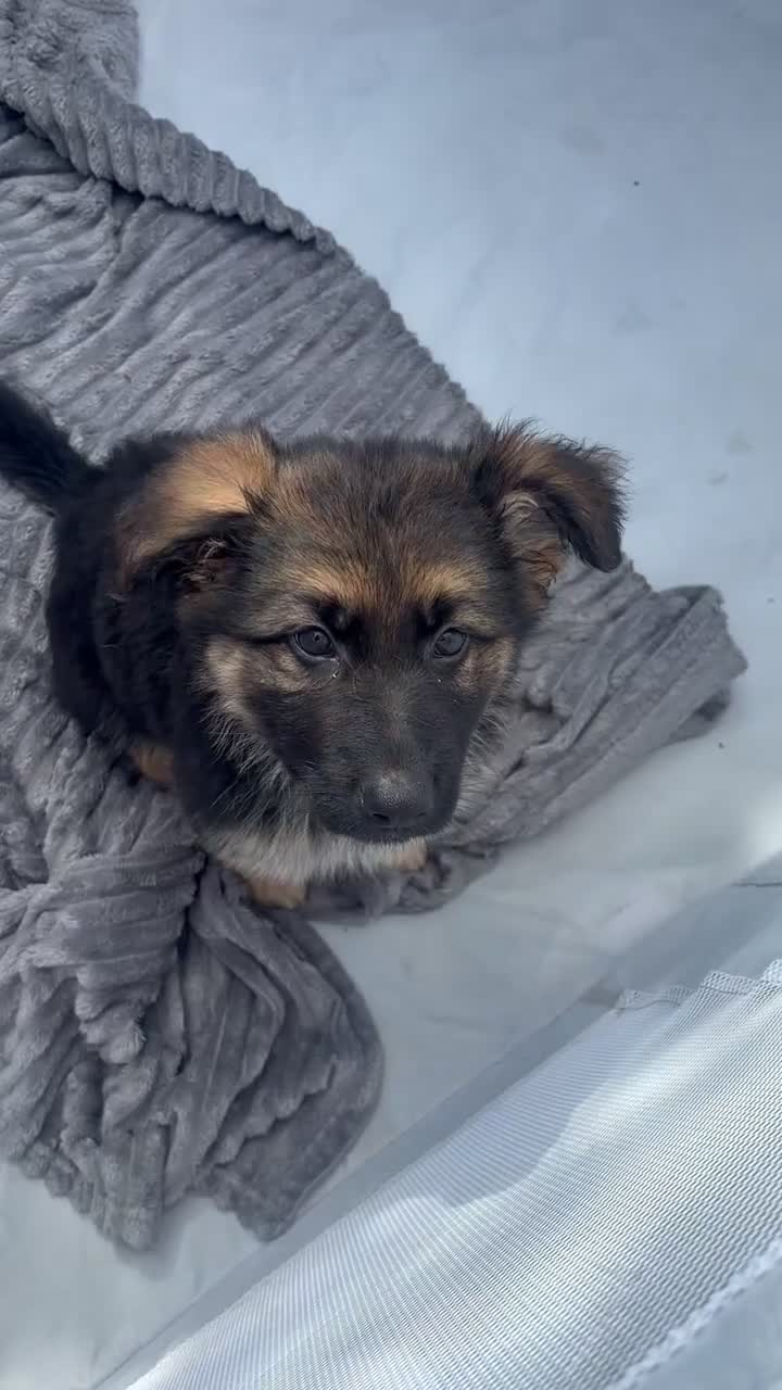 German Shepherd dogs for sale: Long haired German shepherd puppies  - Video 2