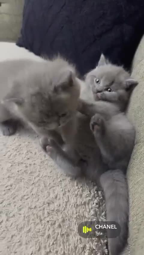 British Shorthair cats for sale: British shorthair - Video 2