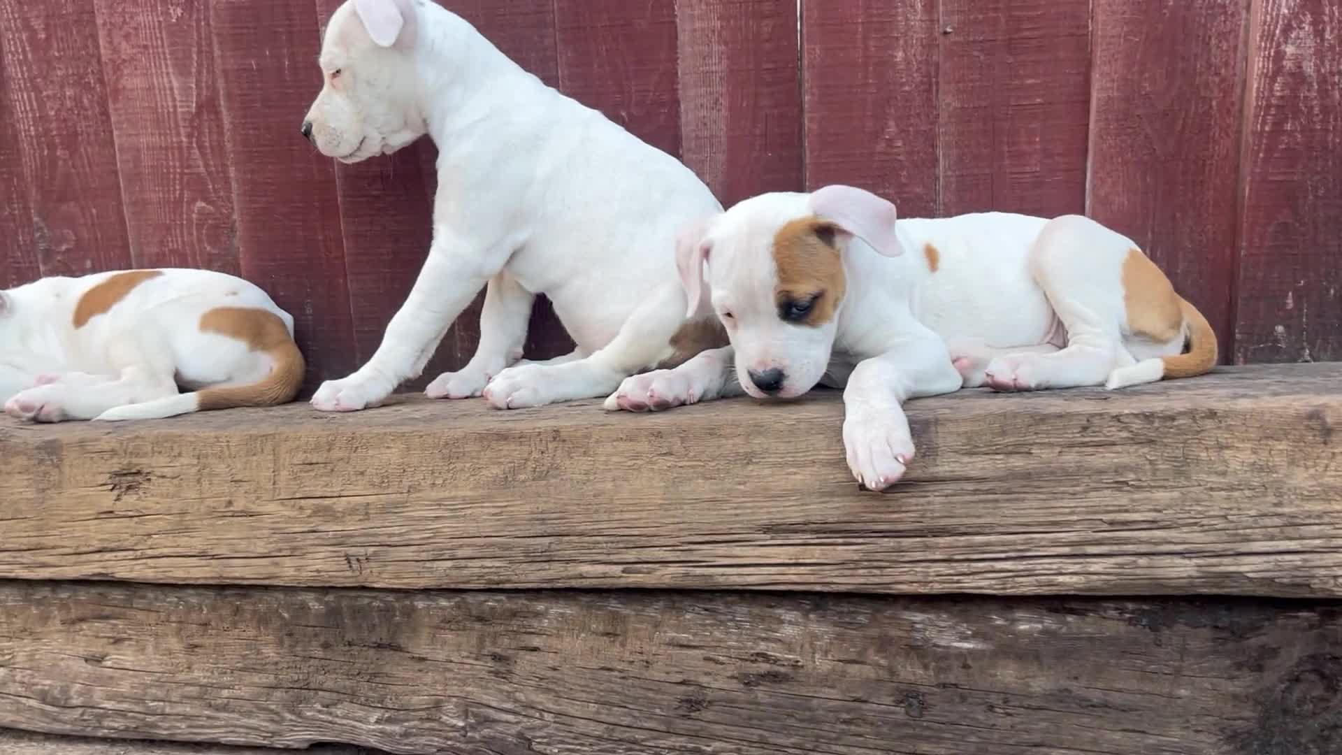 American Bulldog dogs for sale: Johnsons American Bulldog Puppies for sale - Video 2
