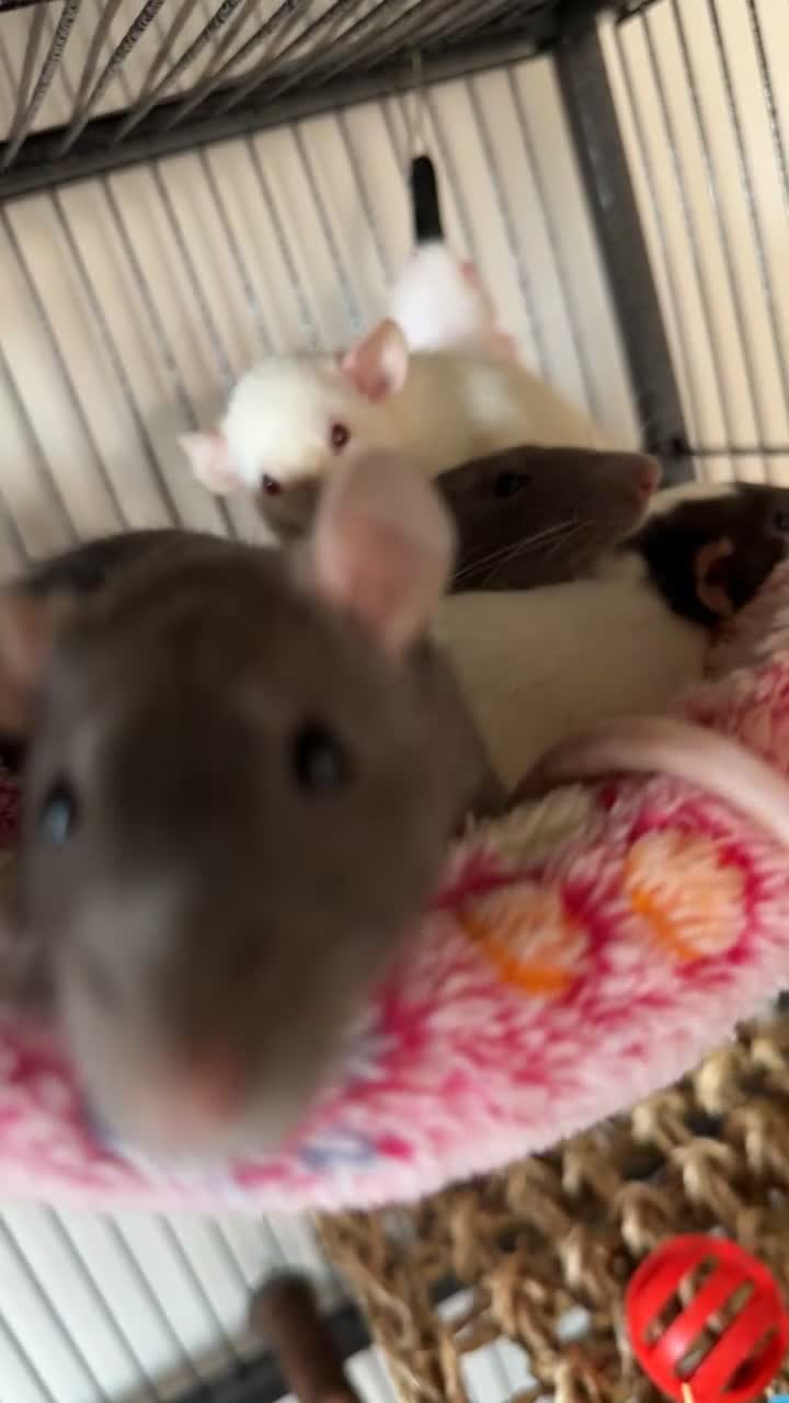 Rat rodents for sale: Female Fancy Rats For Sale in Rotherham - Video 5