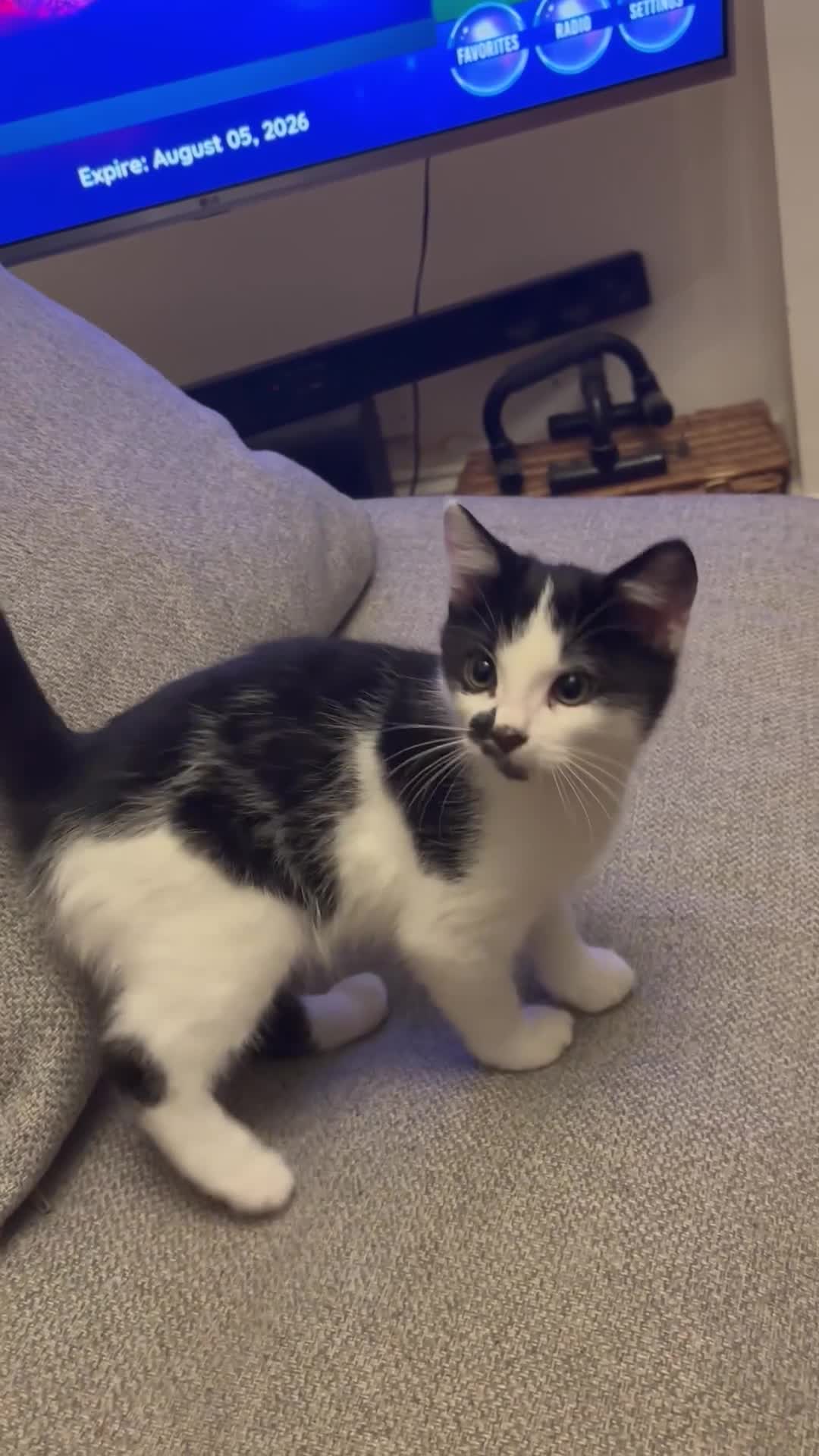 Mixed Breed cats for sale: Kitten MaineCoon cross 10 weeks 1 boy left 🥰🥰🥰 - Video 2