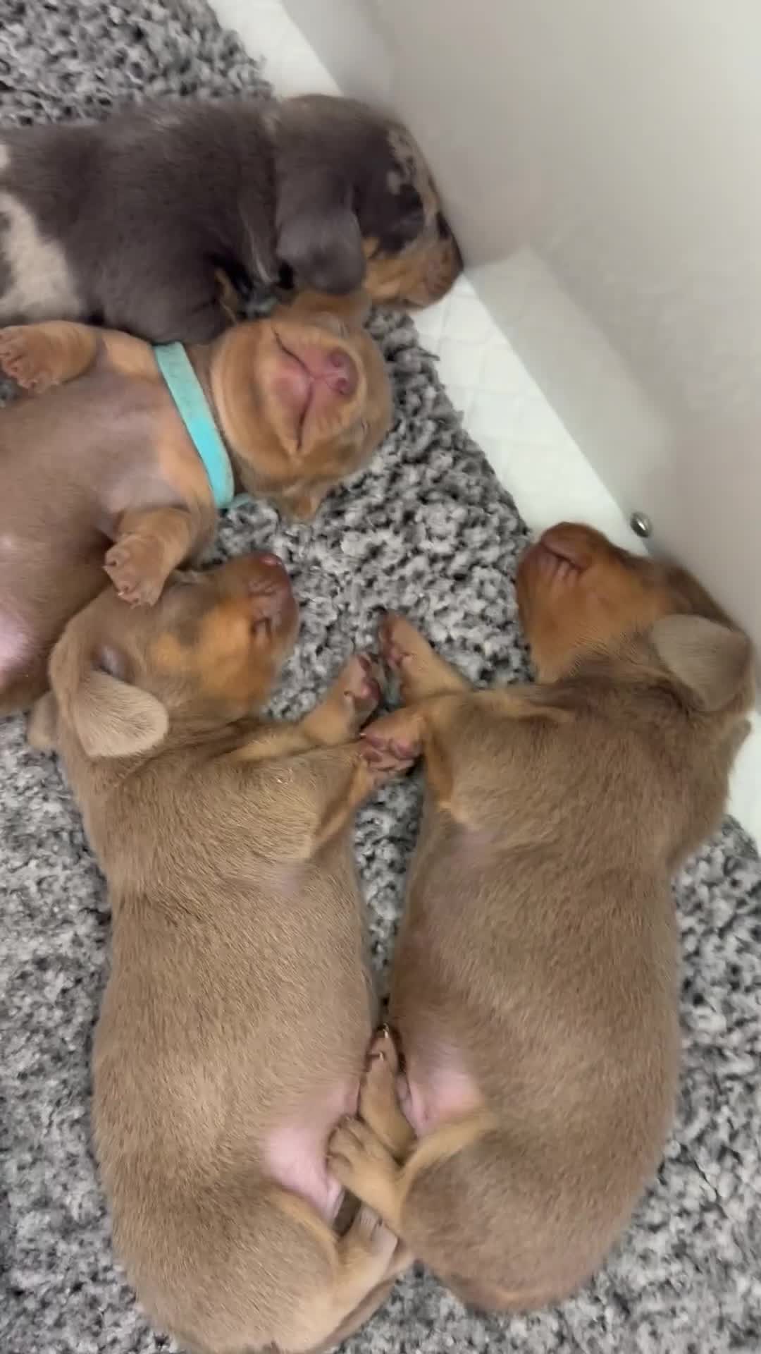 Miniature Dachshund dogs for sale: The Custest KC Miniature Dachshunds - Video 1