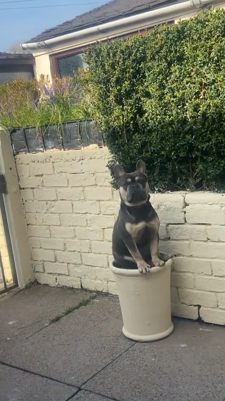 French Bulldog dogs for stud: Stud male French bulldog  - Video 1