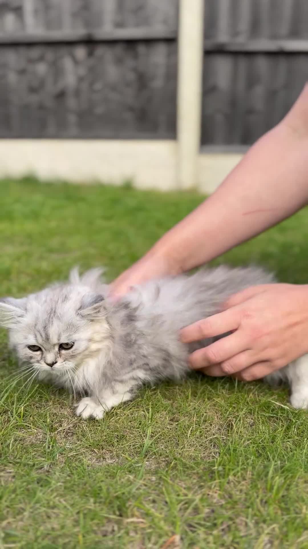 Persian cats for sale: Persian kittens - Video 3