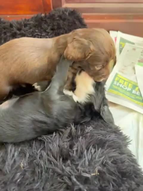 Sprocker dogs for sale: Sprocker Spaniel Puppies for Sale  - Video 1