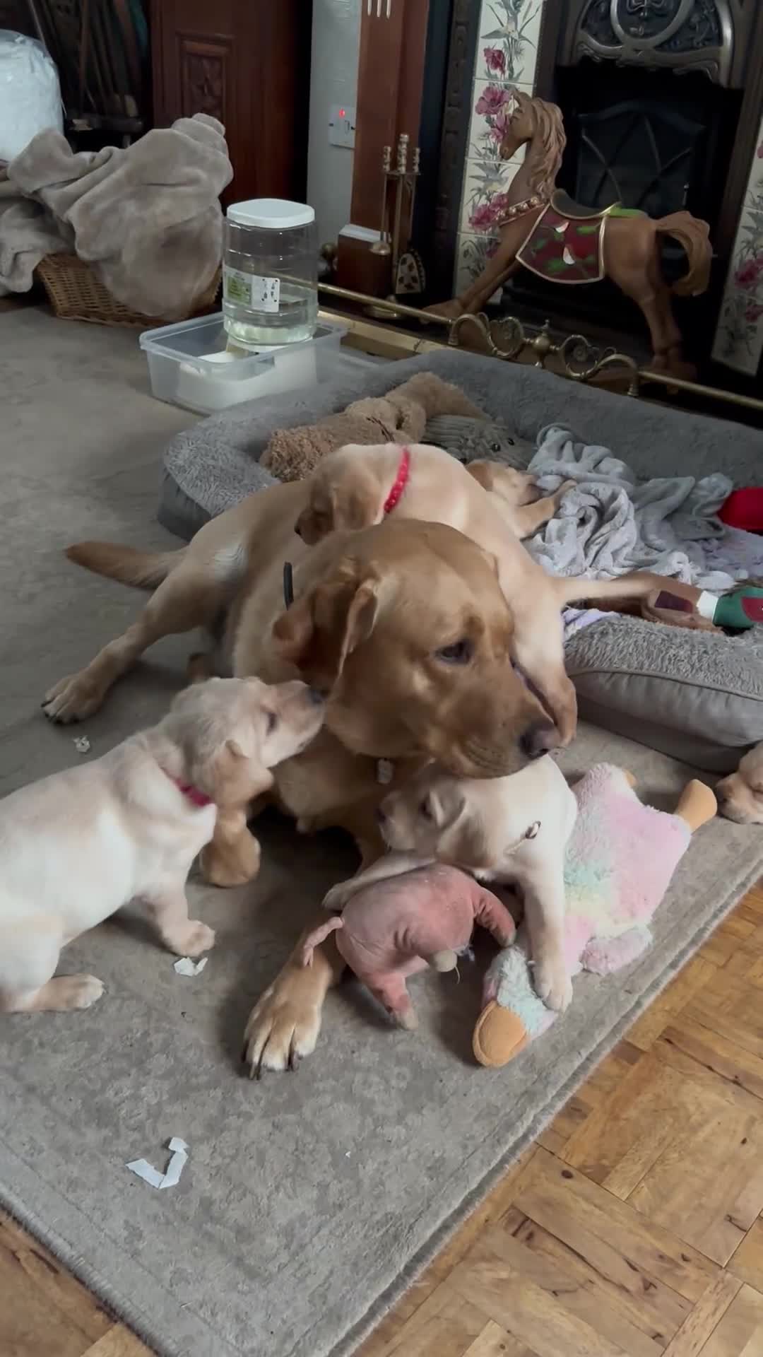 Labrador Retriever dogs for sale: Fox red and golden Labrador puppies  in Wigan - Video 1