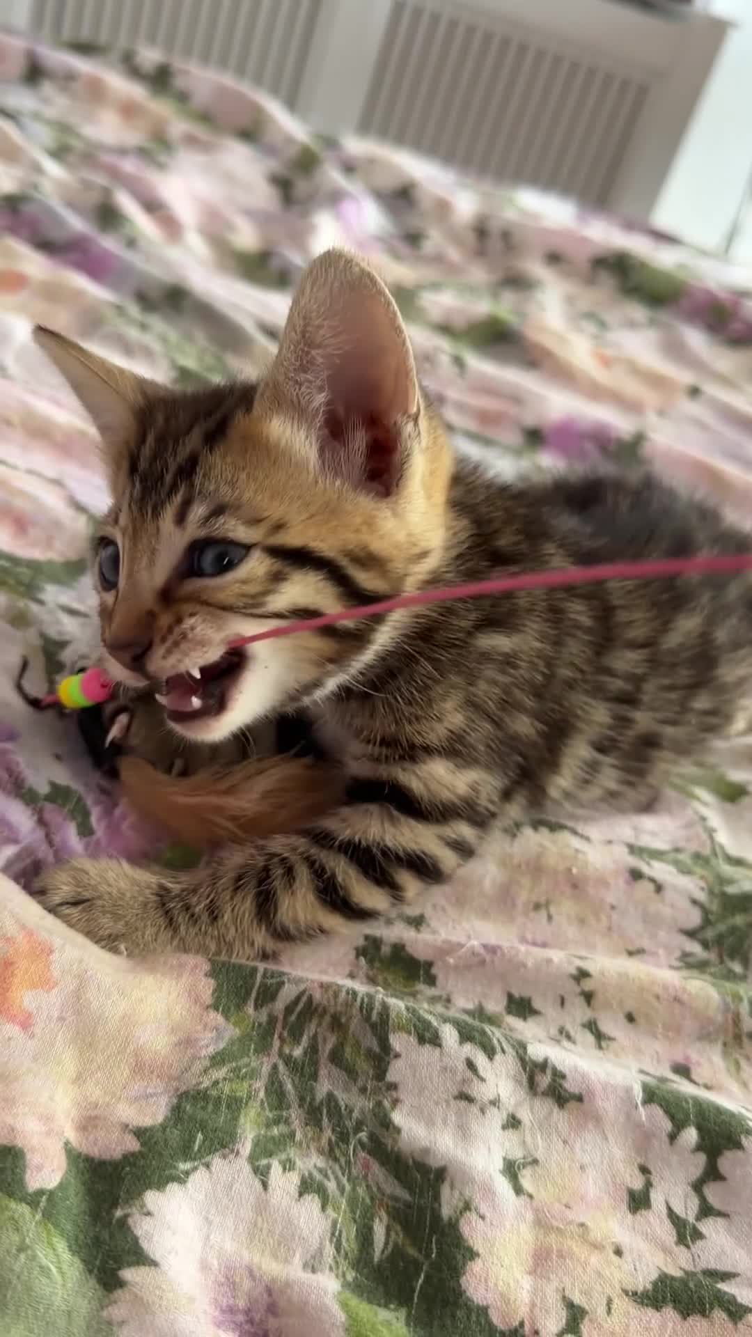 Bengal cats for sale: Beautiful bengal kittens 🐾🐾🐾 - Video 2